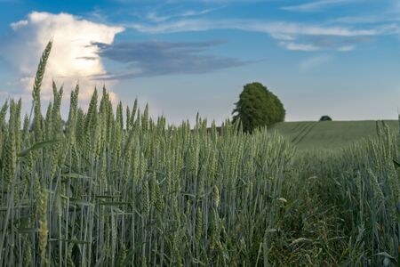 Young green cereal crop in an agricultural field at sunset with gently rolling hills and colorful clouds in a blue skyの写真素材