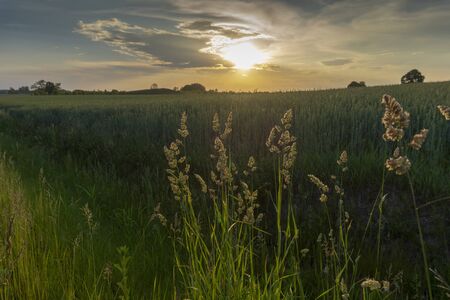 Flowering feathery wild grasses at sunset backlit by the sun at the edge of a lush green farm field with colorful orange sky and cloudsの写真素材