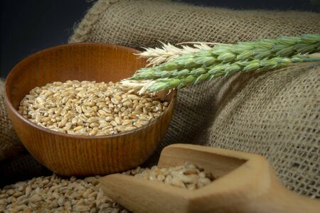 Wheat seeds spilling from a wooden bowl with ears or green and ripe golden wheat on hessian fabric in a close up view of staple foods and healthy dietの写真素材