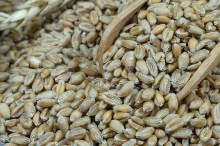 Wheat seeds spilling from a wooden scoop with ripe and fresh ears of green wheat in a close up view, healthy diet and new grain harvest concept with copy spaceの写真素材