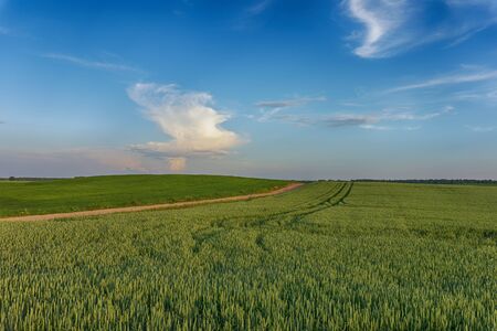 Colorful pink clouds over a green spring wheat field at sunset with a lone tree on the horizon in a rural agricultural landscapeの写真素材