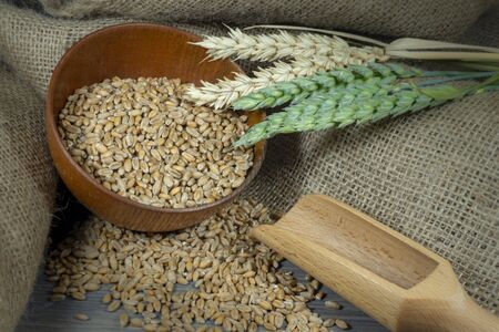 Wheat seeds spilling from a wooden bowl with ears or green and ripe golden wheat on hessian fabric in a close up view of staple foods and healthy dietの写真素材