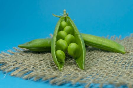Fresh harvest green pea pods on hessian fabric in a close up view on blue backgroundの写真素材