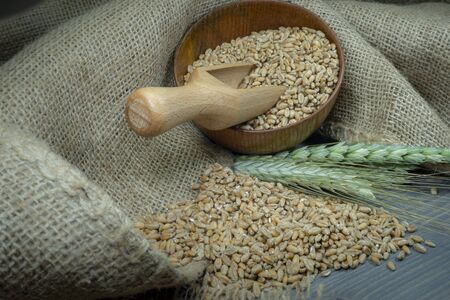 Wheat seeds spilling from a wooden bowl with ears or green and ripe golden wheat on hessian fabric in a close up view of staple foods and healthy dietの写真素材