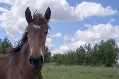Brown horse with white blaze with mane and tail blowing in the wind against a cloudy sky in a green fieldの写真素材