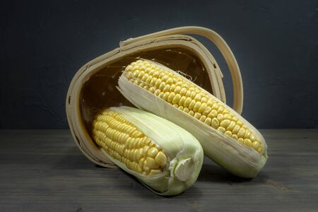 Fresh sweetcorn cobs spilling out of tipped wicker basket onto grey wooden tabletop. Black wall in background, low angle viewの写真素材