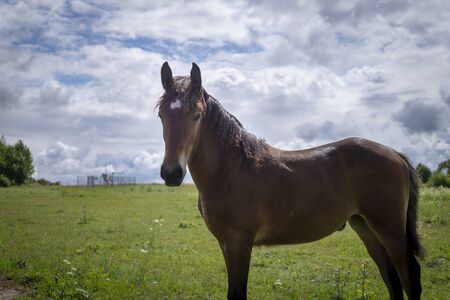 Low angle view of a brown horse with white blaze with mane and tail blowing in the wind against a cloudy sky in a green fieldの写真素材