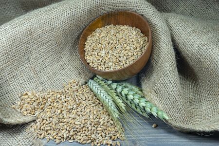 Wheat seeds spilling from a wooden bowl with ears or green and ripe golden wheat on hessian fabric in a close up view of staple foods and healthy dietの写真素材