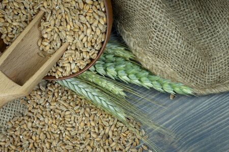 Wheat seeds spilling from a wooden bowl with ears or green and ripe golden wheat on hessian fabric in a close up view of staple foods and healthy dietの写真素材