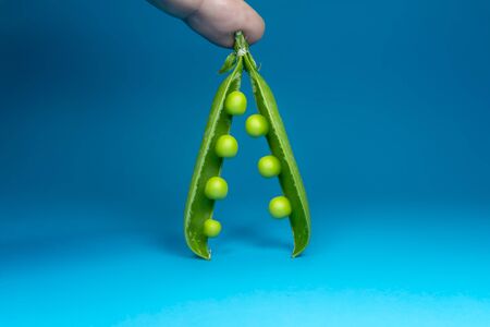Finger holds the fresh harvest green pea pod on blue backgroundの写真素材