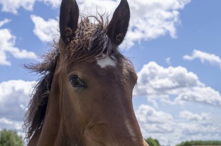Brown horse with white blaze with mane and tail blowing in the wind against a cloudy sky in a green...
