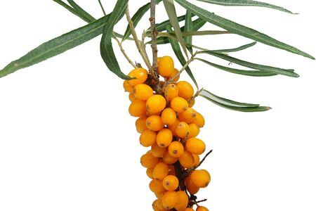 Branch of sea buckthorns, Hippophae Rhamnoides, with ripe berries isolated on white. The deciduous shrubs is also known as sandthorn, sallowthorn, sea-buckthorn or seaberry.の写真素材
