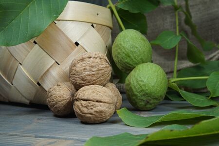 Fresh healthy walnuts in shells and green husks on a table with a rustic woven basket in a low angle viewの写真素材