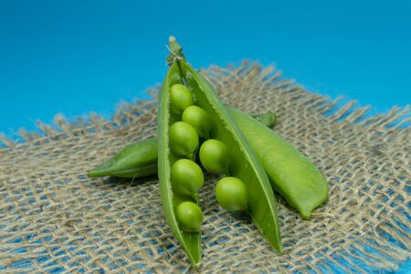 Fresh harvest green pea pods on hessian fabric in a close up view on blue backgroundの写真素材