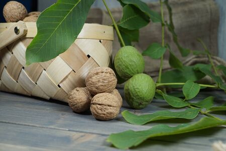 Fresh healthy walnuts in shells and green husks on a table with a rustic woven basket in a low angle viewの写真素材
