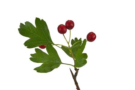 Hawthorn branch with red fruits and green leaves isolated on white backgroundの写真素材