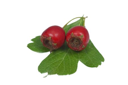 Hawthorn branch with red fruits and green leaves isolated on white backgroundの写真素材