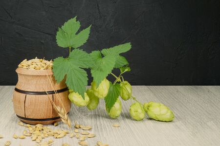 Branch of fresh hops on the plant and a container of barley seeds in a concept of making homemade or artisan beerの写真素材