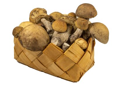 Woven container of small fresh edible Boletus mushrooms or Ceps isolated on white backgroundの写真素材