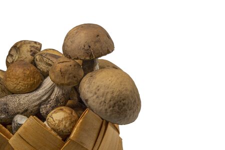 Woven container of small fresh edible Boletus mushrooms or Ceps isolated on white backgroundの写真素材