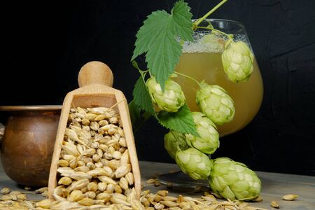 Branch of fresh hops on the plant and barley seeds spilling from wooden scoop behind frothy beer or ale in a tall stemmed goblet in a conceptの写真素材