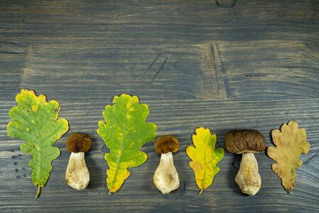 Autumn or fall still life with fresh seasonal mushrooms harvested from woodland, colorful leaves and bark off a tree with copy spaceの写真素材