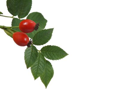 Bright red rose hips with green leaves isolated on white with copy space rich in Vitamin C and used for medicinal treatmentの写真素材