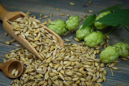 Branch of fresh hops on the plant and barley seeds spilling from wooden scoopの写真素材