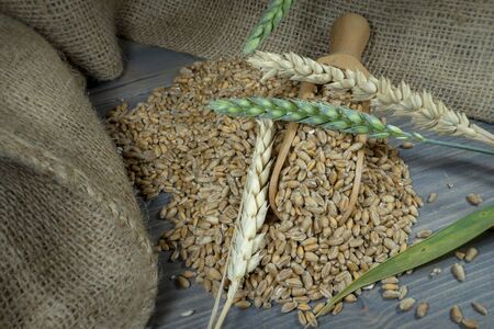 Wheat seeds spilling from a wooden scoop with ripe and fresh ears of green wheat and jute sack on a rustic wood background, healthy diet and new grain harvest concept with copy spaceの写真素材