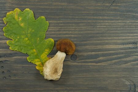 Autumn or fall still life with fresh seasonal mushrooms harvested from woodland, colorful leaves and bark off a tree with copy spaceの写真素材