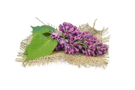 Purple lilac blossoms on a square of hessian isolated on white for bloom fragrance, lilac water themesの写真素材