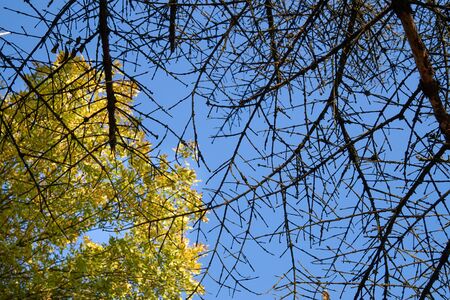 Bare tree branches and colorful yellow autumn foliage on a second woodland tree viewed against a clear sunny blue sky in a concept of the seasonsの写真素材