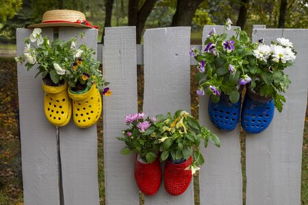 Vivid colorful pairs of rubber shoes, nailed to wooden fence and used as a flower pots with plants...