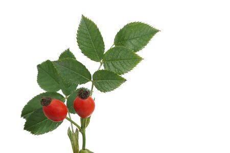 Bright red rose hips with green leaves isolated on white with copy space rich in Vitamin C and used for medicinal treatmentの写真素材