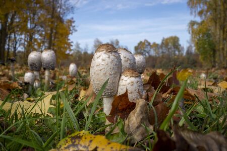 Several mushrooms growing in autumn in closeup view from low angle, among green grass and withered leaves on the ground. Trees and blue sky is in backgroundの写真素材