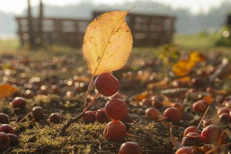 Ripe red crab apples on the ground with moss and withered leaves, viewed in close-upの写真素材