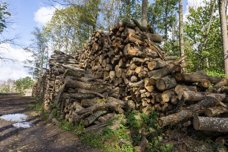 Large stockpiles of felled tree trunks in woodland in a low angle viewの写真素材