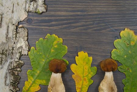 Autumn or fall still life with fresh seasonal mushrooms harvested from woodland, colorful leaves and bark off a tree with copy spaceの写真素材