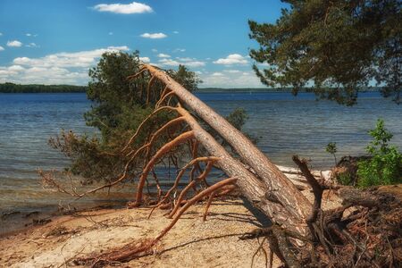 Fallen tree with exposed roots on the sandy shore of a lake or the sea looking along the length of the trunk over the waterの写真素材