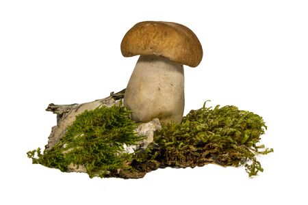 Fresh Boletus mushrooms, piece of birch bark and moss isolated on white backgroundの写真素材