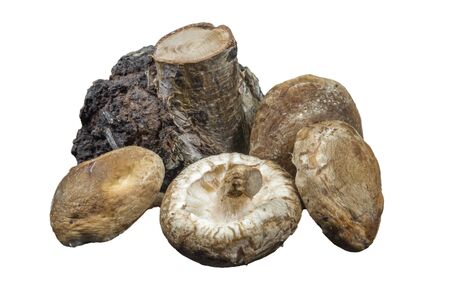 Shiitake mushroom near chunk of textured bark on wood isolated on white backgroundの写真素材