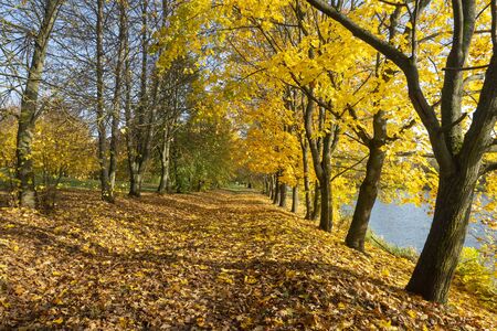 Country track alongside a lake or river through an autumn forest with colorful fall foliage on the trees in a scenic evening landscapeの写真素材