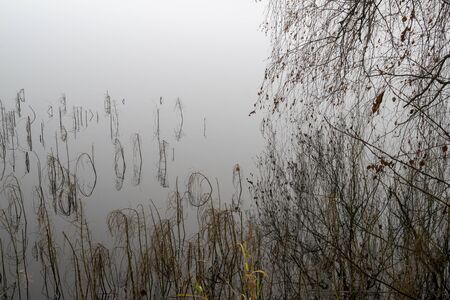 Moody misty autumn background with wild grass on the shoreline reflected in a tranquil lake with copy space conceptual of the seasonsの写真素材