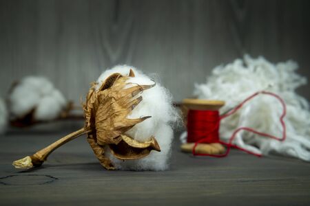 Cotton boll with natural cotton on a wooden table alongside a festive red reel of bright red yarn with focus to the cotton in the foregroundの写真素材