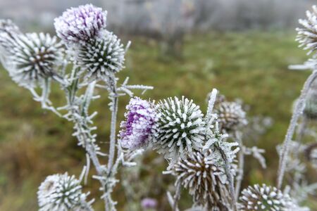 Frosted flower head on a freezing winter day in close up on the frost or rime against a blurred outdoor background conceptual of seasons and weatherの写真素材