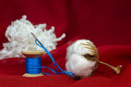 Reel of bright blue yarn with a cotton boll filled with the natural fibre harvested from the bush over a festive red background with copy spaceの写真素材