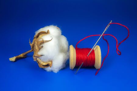 Cotton boll with natural cotton and reel of bright red yarn over a blue background with copy space, concept of production of natural resourcesの写真素材