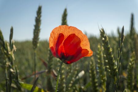 Beautiful red and yellow poppy flower blooming in the field, viewed in close-up against green spikelets of wheatの写真素材