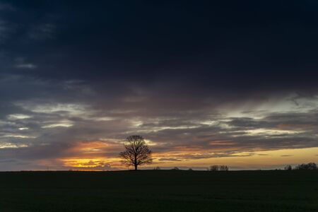Colors of a beautiful dark sunset with couple of tree silhouettes on horizon skyline, colorful orange and yellow sky and clouds, viewed from low angleの写真素材