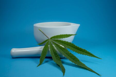Green cannabis leaf and white ceramic mixing grinding bowl isolated on light blue backgroundの写真素材